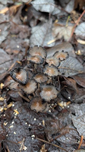 ein paar dunkelbraune Pilze zwischen Laub