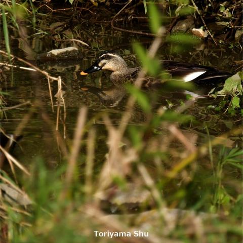 水辺の草むらにいるカルガモ。