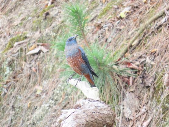 崖に生えた枝にとまっているイソヒヨドリのオス。腹のもようがまだらなのは若いからのよう。