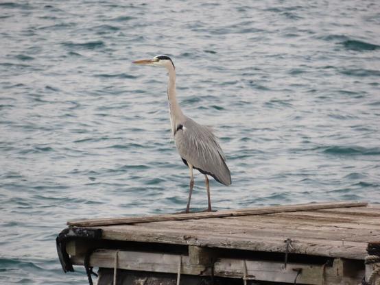 艀にとまっているアオサギ。冠羽がない。