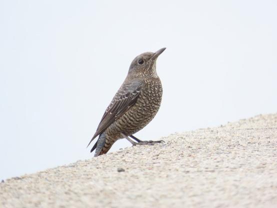 護岸にとまっているイソヒヨドリのメス。