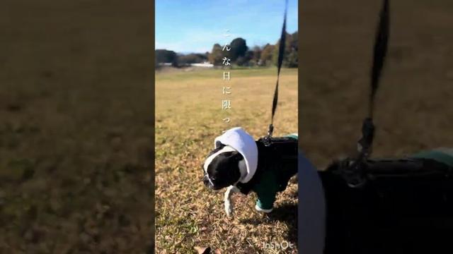 昨日のきいろ部長/秋散歩/回復の記録/ボストンテリア