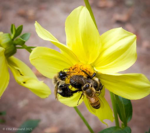 An open yellow simple dahlia flower facing the left of the frame is hosting 3 bees. 2 are bumblebees, 1 might be a honey bee. There is another bloom visible, but mostly out of the frame on the left.