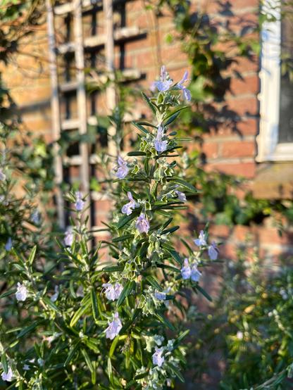 Rozemarijnplant in bloei. Op de voorgrond zie je de langwerpige, donkergroene naaldvormige bladeren van rozemarijn, met lila tot lichtblauwe bloemetjes ertussen. De achtergrond toont een bakstenen muur met een houten raster en wat klimplanten, mogelijk klimop. Het zonlicht valt mooi op de plant en zorgt voor een warme sfeer.