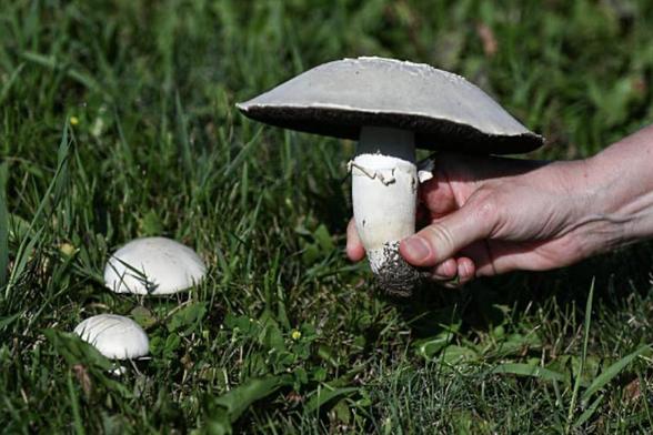 Una mano recogiendo setas en plena temporada de otoño. (Getty Images)