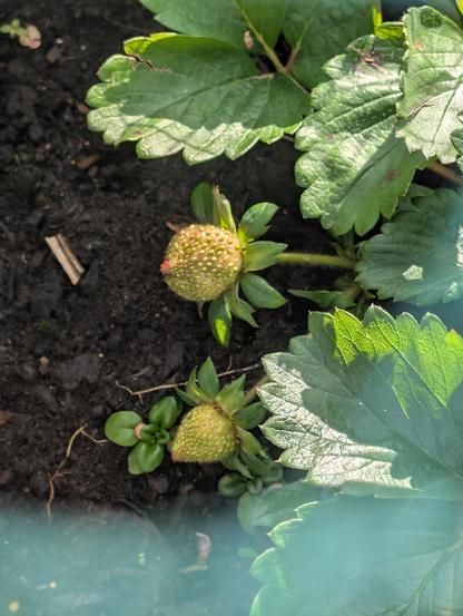 2 strawberries, not ripe, and quite small, on the plant.