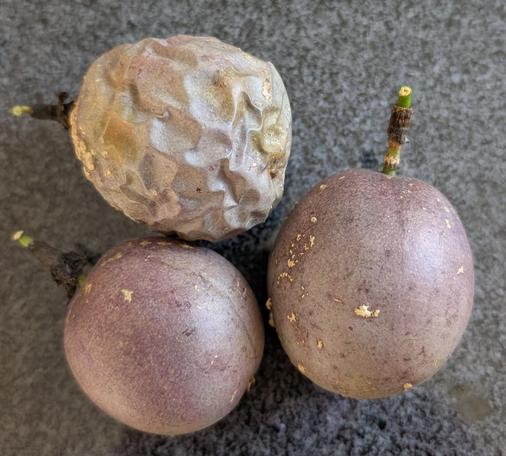 3 purplish maracuya fruits.
One is wrinkled, the other two have a smooth surface.