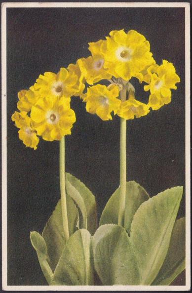 Printed colour postcard showing a view of the flowers and leaves of Primula auricula, or the Garden Auricula, Auricule or Gartenaurikel.

Published by J. Burrow & Co Ltd, London, printed by Stehli Frères, Zürich, No 209.

Postally used on 2 February 1939 with Finsbury Park cancellation on two green ½d stamps and sent to Mrs R. Hope Clark, 27 The Charter Road, Woodford Green, Essex.

Very good condition, with very slight corner bumps.