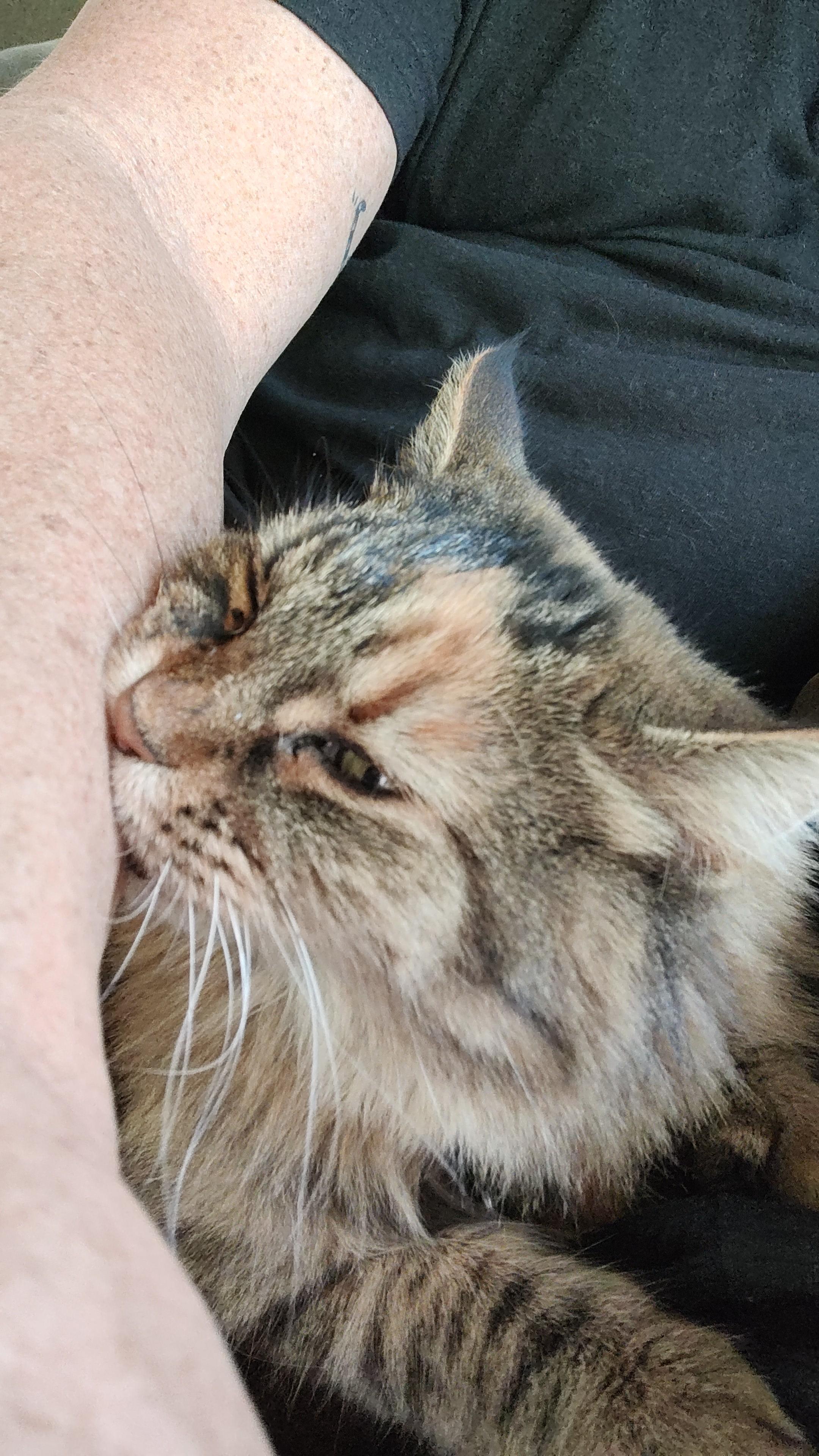 A tiny Siberian cat chews contemplatively on some guy's arm.