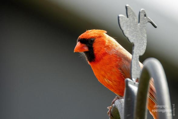 A bright red songbird with a robust matching beak perches behind a stylised silhoutte of a hummingbird on a feeder pole.
