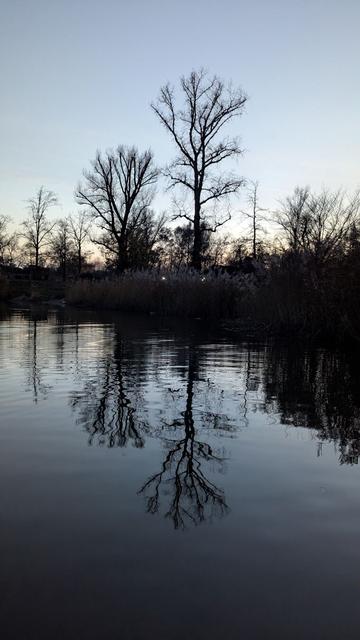 Schwarze Sihlouette von zwei großen Bäumen vor blauem Abendhimmel.
Sie Dzene spiegelt sich auch im Wasser wieder