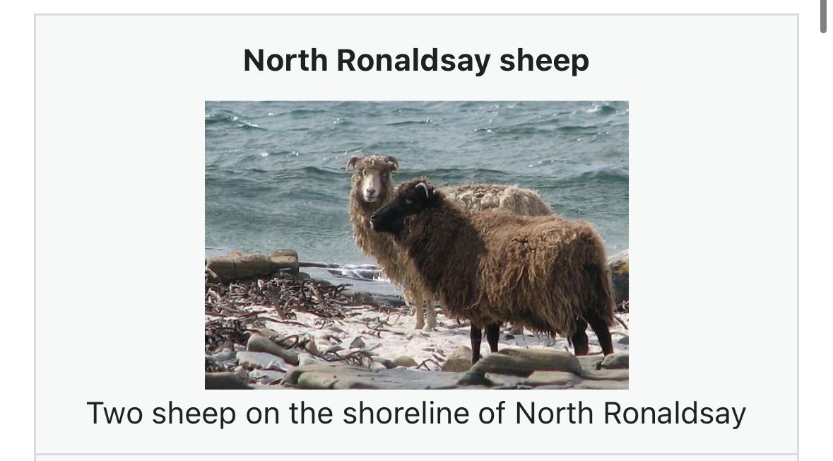 North Ronaldsay sheep on the sheep shore