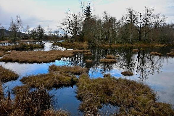 Time to go hang out in the swamp trying to get bird pictures. Enjoy your day #landscape #landscapephotography #photography #photo #nature #swamp #birding