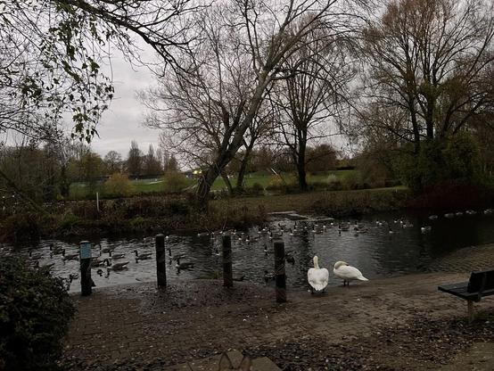 Two swans foreground and small lake with flock of canada geese.