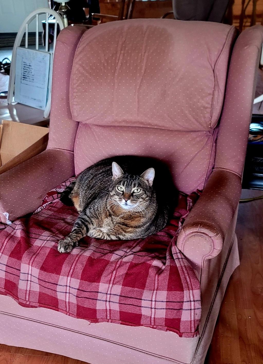 Tabby cat, seated on a pink armchair, looking into the camera.