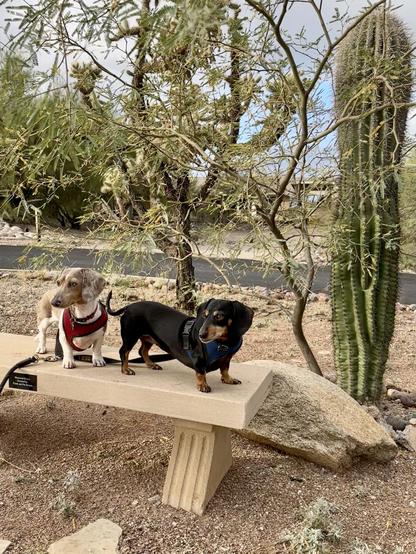 two dachshunds on a bench w/cactus