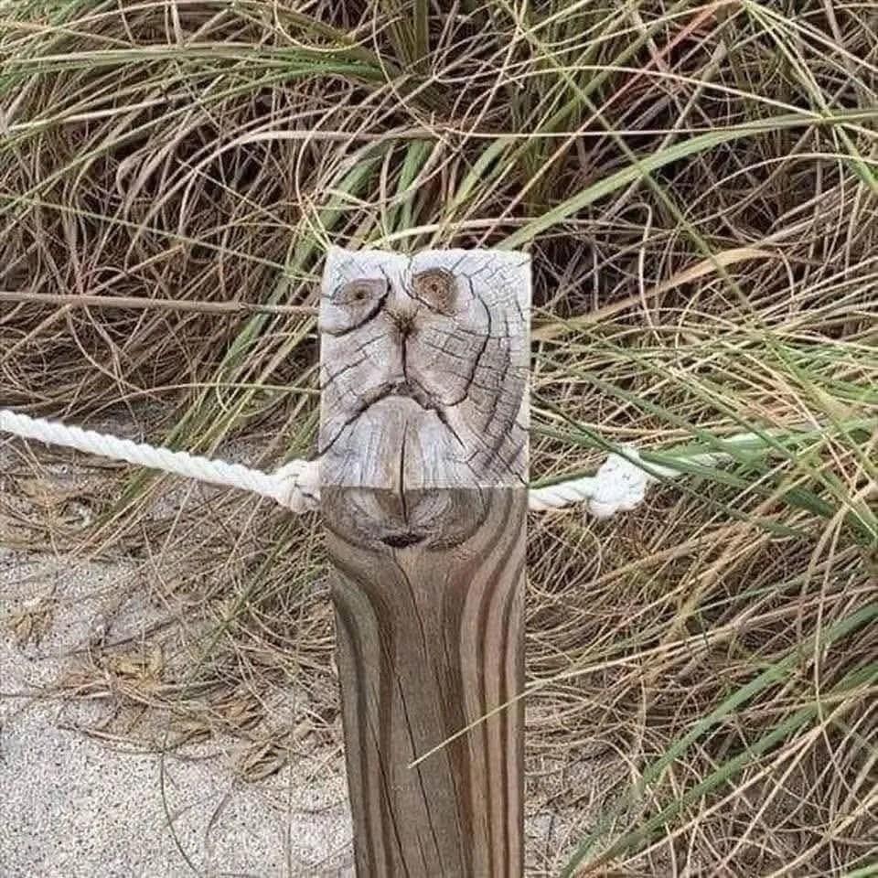 The face of a cat created by knots and cracks at the end of a wooden post