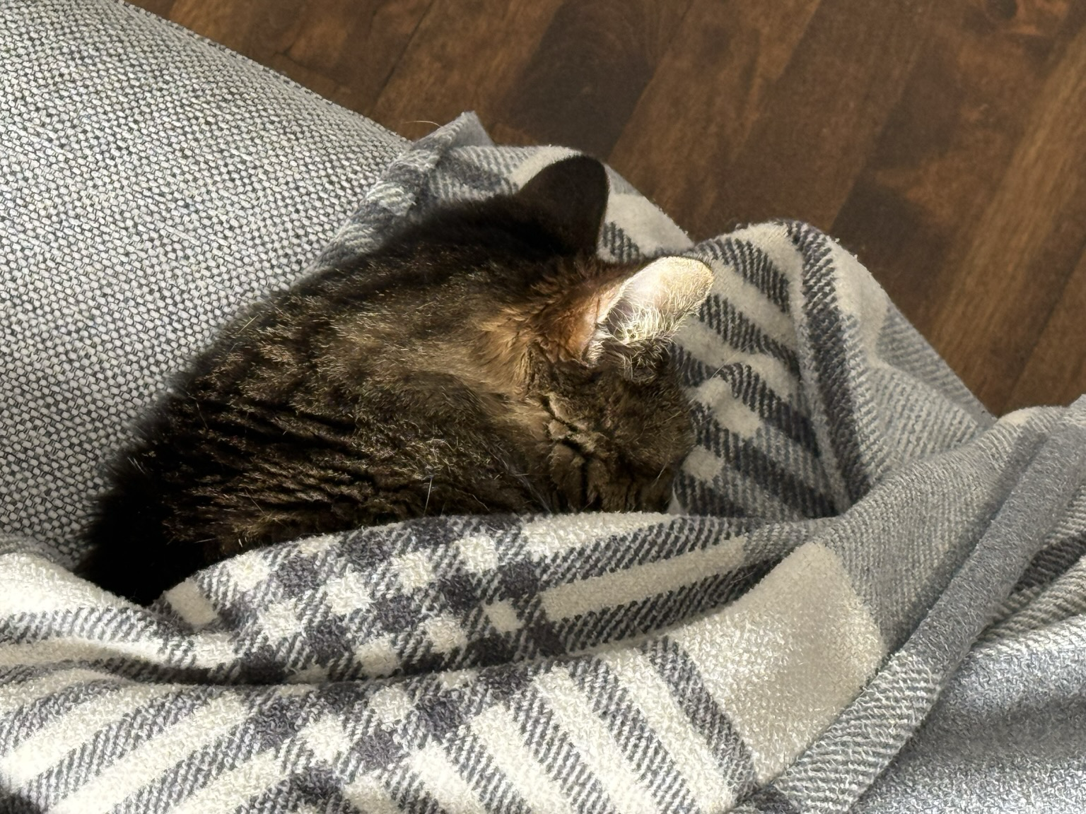 A tabby cat wrapped in a blanket, on a couch, sleeping.