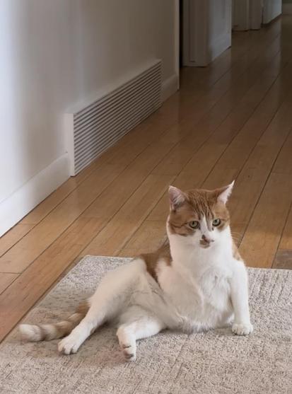 Bob Cat, a short haired ginger and white cat, poses on a floor mat. He is looking off to our right. He had an accident while he was living the feral life, which resulted in the amputation of his front right leg. After being rehabilitated by a local adoption agency he came to live with us. He’s still quite shy.