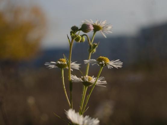 coulor photo of flowers