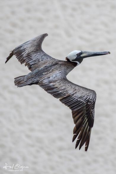 Pelican captured in flight from above over a beach