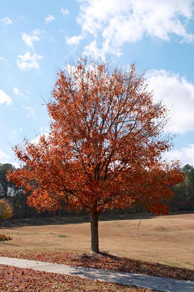 A tree nearly full of red leaves standing in a field in a park. The sky is blue with patches of white clouds.