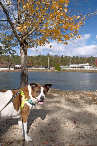 A white and brown dog is standing by a pond in a park. A tree with yellow leaves is behind him, The sky is blue and some white clouds.