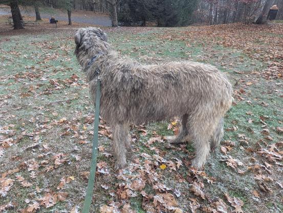 A sandy brown brindle Irish Wolfhound standing on grass near the top of a hill, looking out at some trees away from the camera. A leash extends from his collar to the bottom of the picture, held by a human out of frame.