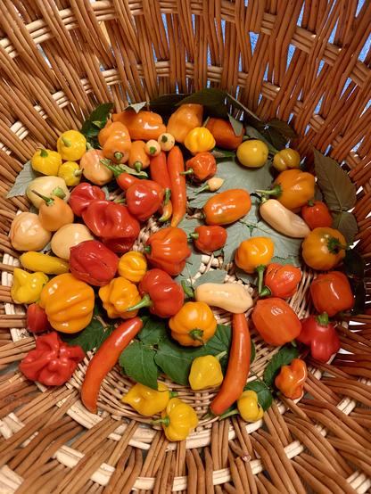 A variety of colorful peppers in different shapes and sizes, including yellow, orange, red, and some white, arranged in a woven basket. Black raspberry leaves are at the bottom.