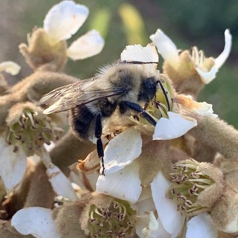 A close-up image of a bee gathering pollen from white flowers. The bee is focused on the center of the blossoms, with a blurred green background.

The petals of the flowers are white but the stems are tan and fuzzy, similar to the bee’s body.