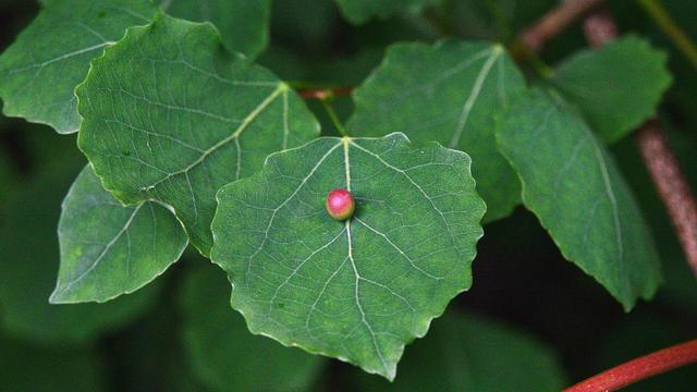 A photo of a small round red gall on an aspen leaf.