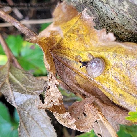Helle Minischnirkelschnecke auf Johannisbeerlaub
