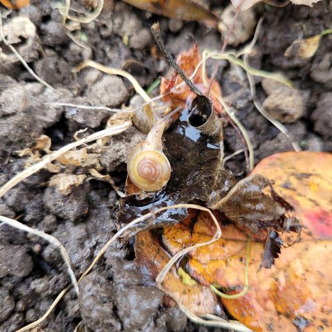 Minischnirkelschnecke