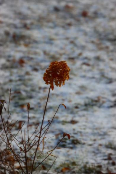 Muted colour composition - in the foreground is a dried flower clinging to the stem. In the background is a thin layer of snow covering the grass.