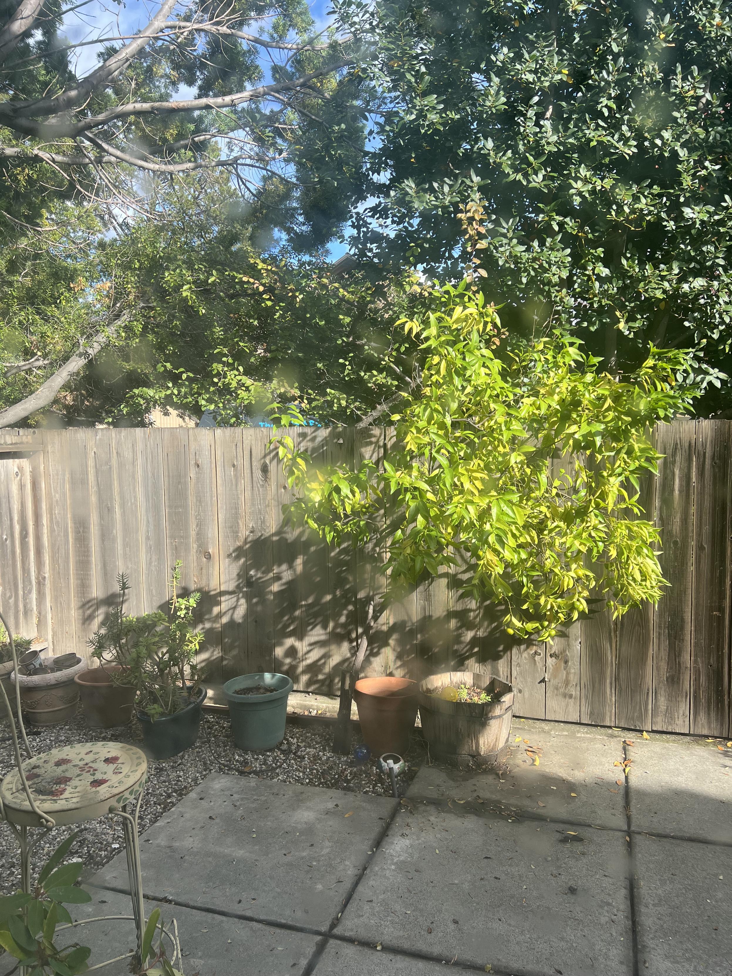 View from my tiny backyard.