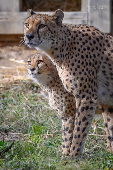 A mother cheetah stands just in front of one of her cubs looking at something to the left of the photographer.