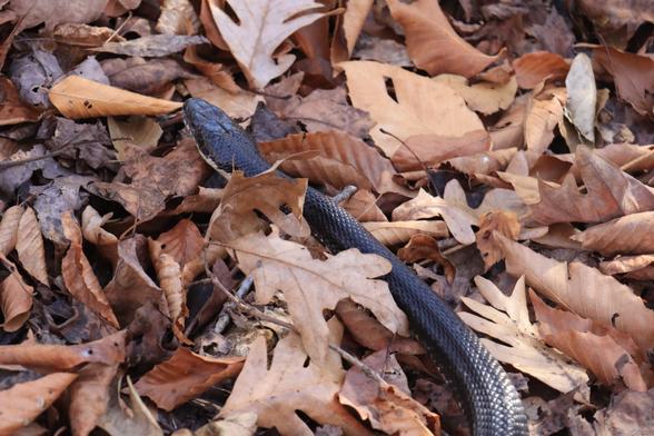 A black rat snake -- head and around 10 inches of body -- wends its way through a carpet of various tan-and-brown leaves of deciduous trees.