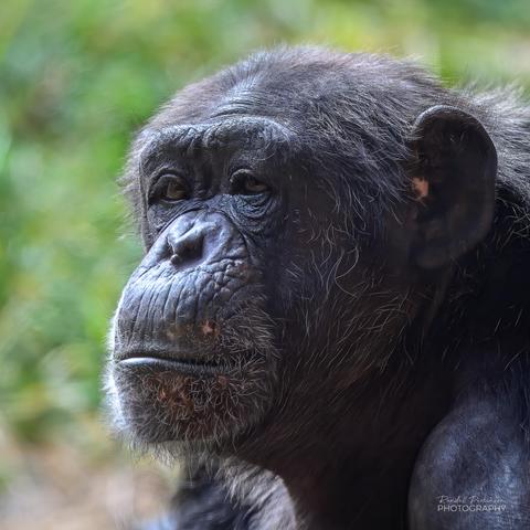 Head shot portrait of a chimpanzee.