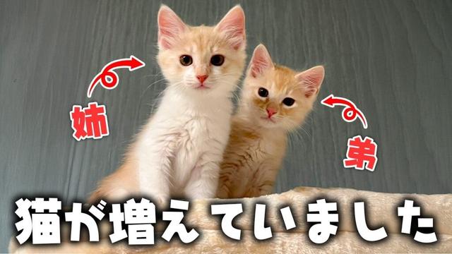 【ご報告】知らない間に新しい子猫たちが増えていました。