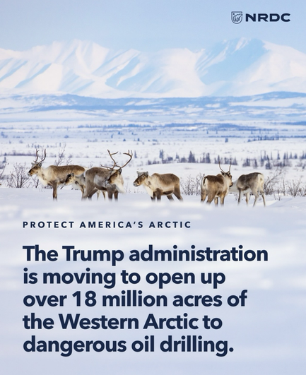 The trump administration is moving to open up 18 million acres of the western arctic to oil drilling; photo of caribous in the snow