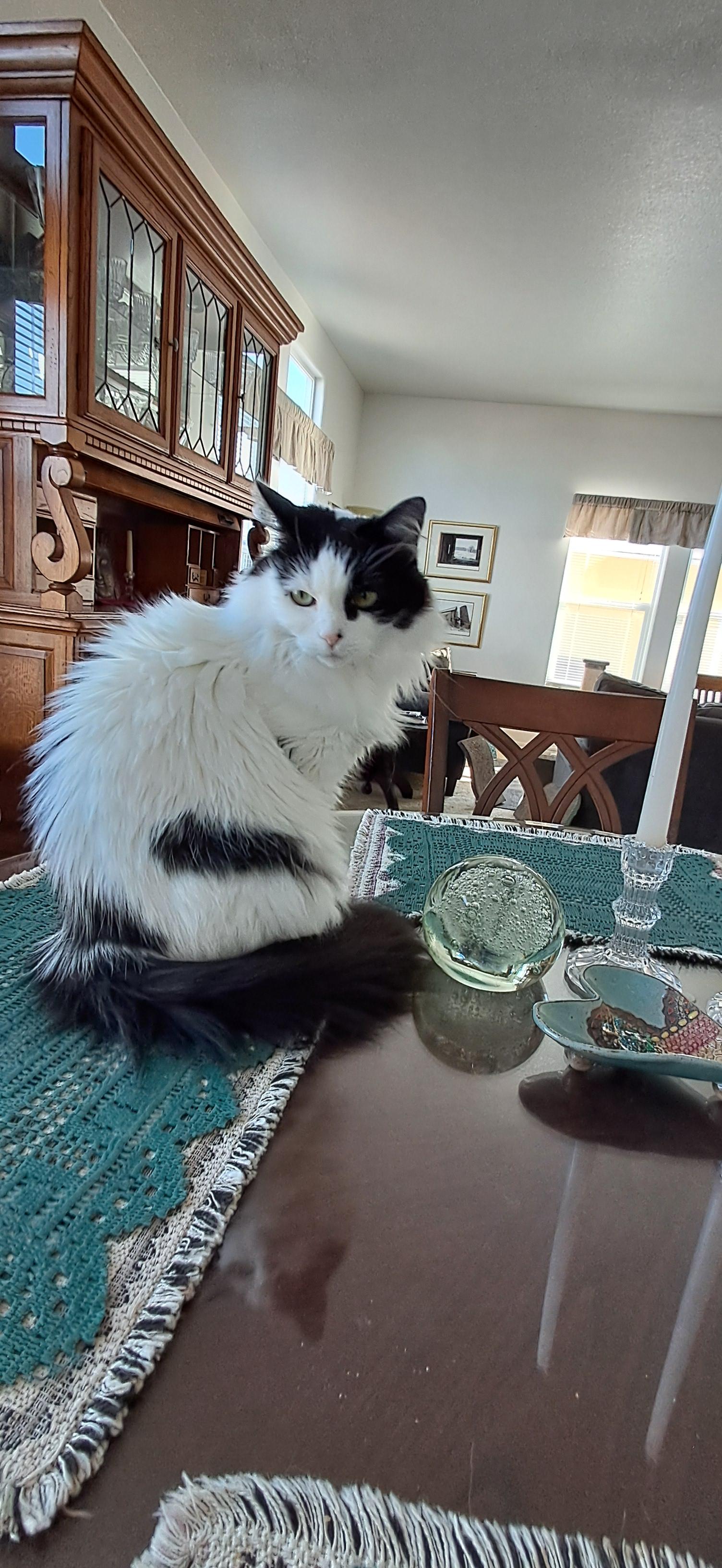 A white and black floofy cat sits on a woven green placemat on a dark wood dining table.
Her fluffy black tail is wrapped around her. She has a sleepy expression as she looks in the general direction of the camera. On the table are a crystal candle holder with a white taper, a heart-shaped ceramic dish in turquoise and many other colors and a greenish-blue glass sphere.