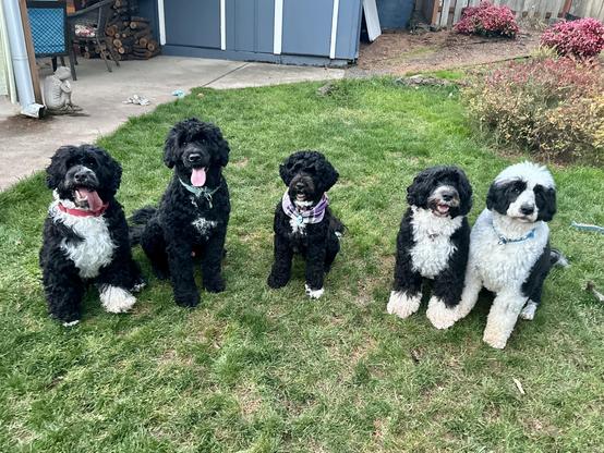 Five dogs sit and smile nicely in the yard. They are all black and white with curly hair.