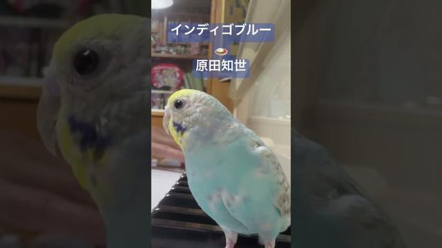 L-33 インディゴブルー #原田知世 #伊藤ゴロー #ピアノ #セキセイインコ
