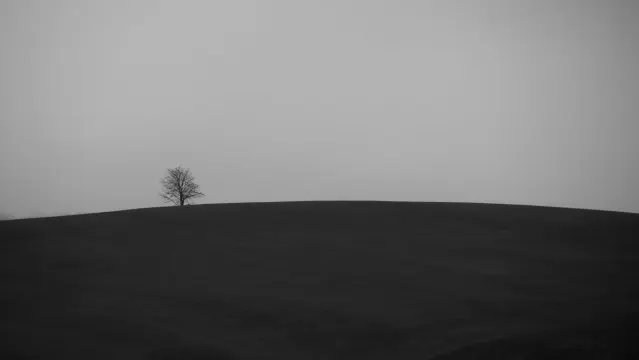 Schwarz weiß. Ein kahler Baum auf einem Hügel.