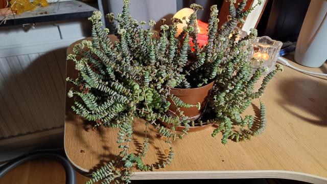 neglected crassula perforata turned to show off its little pot