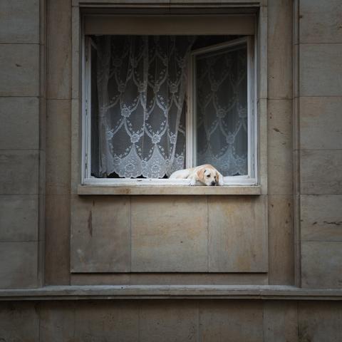 Dog portrait somewhere in Bratislavia