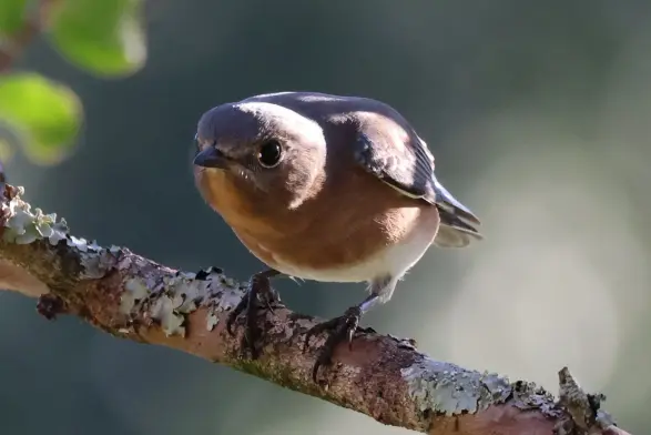 Eastern bluebird sitting on a branch.