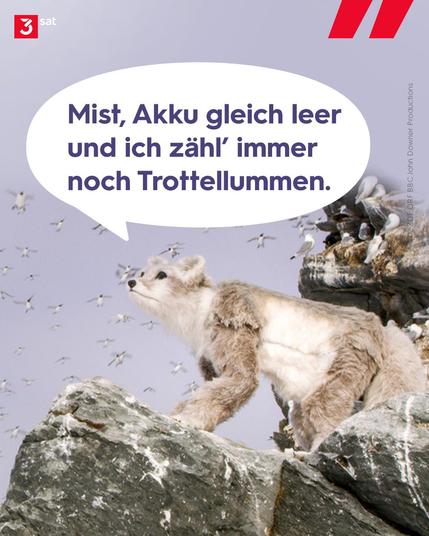 Bild 2: Spionage-Polarfuchs beobachtet eine Trottellumme (Uria aalge) - Kolonie, Norwegen. Sprechblase: Mist, Akku gleich leer und ich zähl’ immer noch Trottellummen.