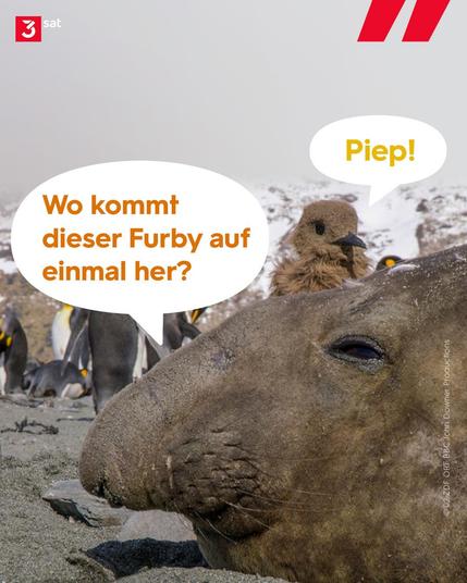 Bild 4: Königspinguin Spionage-Küken versteckt sich hinter einem See-Elefanten, Südgeorgien. Sprechblase: Wo kommt dieser Furby auf einmal her?