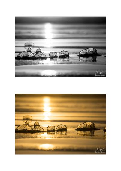 diptyque vertical sur fond blanc présentant deux photos à la composition, pratiquement identique : une demie douzaine de vélelles captées à contre-jour au soleil couchant avec l'appareil photo,pratiquement au ras du sable humide de la plage. 
L'humidité du sable, voire les quelques millimètres d'eau, génère un reflet, très important de la lumière dorée du soleil couchant, juste au-dessus de l'horizon..
Sur les deux photos, on peut donc voir principalement six vélelles alignées perpendiculairement au photographe, présentant donc la silhouette de leur voile.
Si la première photo a été passée en noir et blanc, la seconde photo a toujours ses couleurs d'origine, uniquement du doré et du noir et blanc.